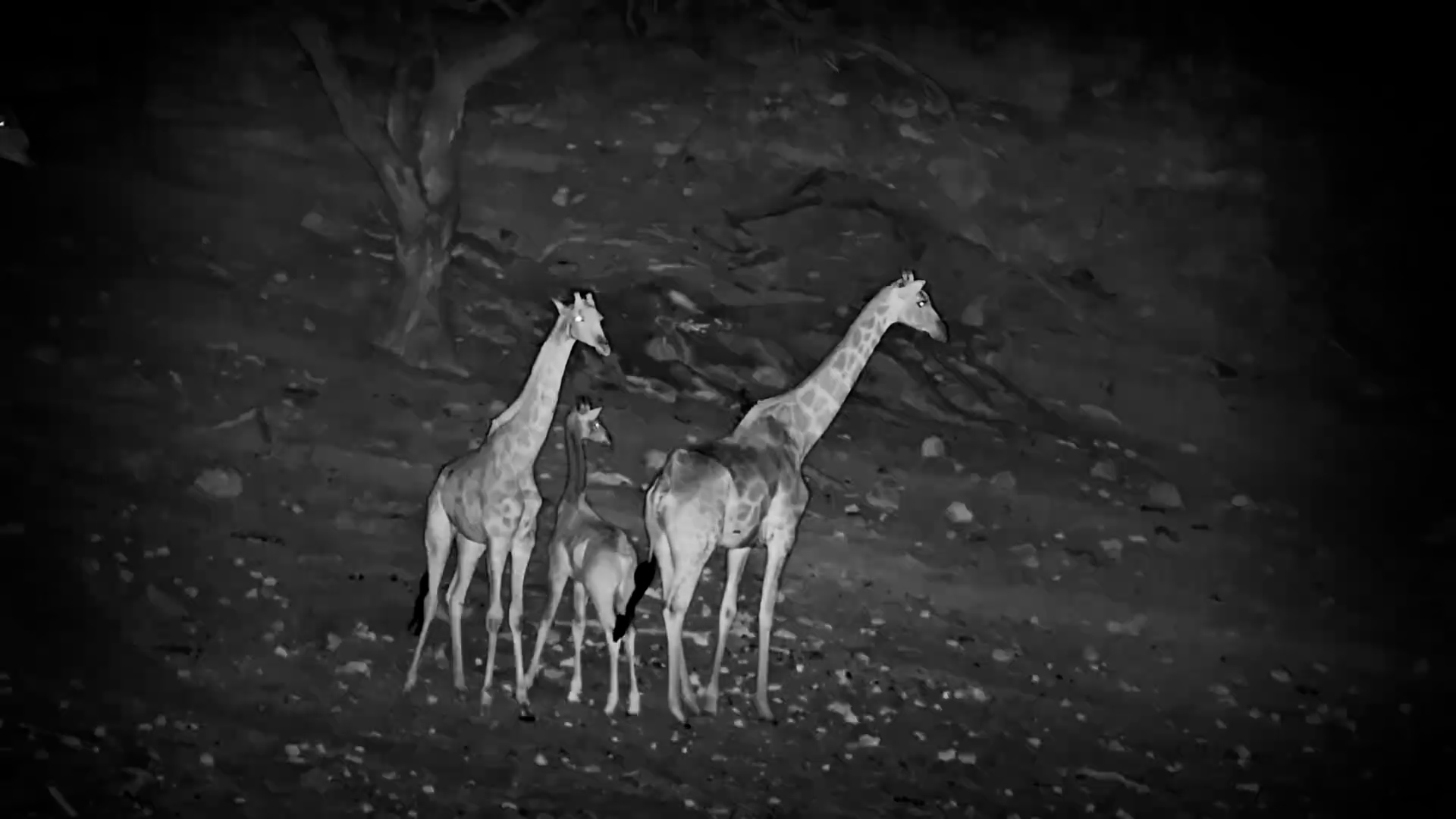 Giraffe Family Moves Cautiously Through the Dark