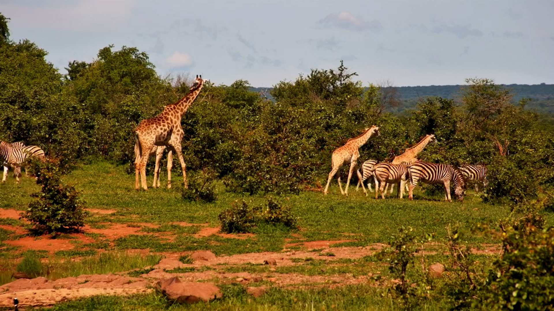 Giraffes & Zebras Peacefully Share the Waterhole