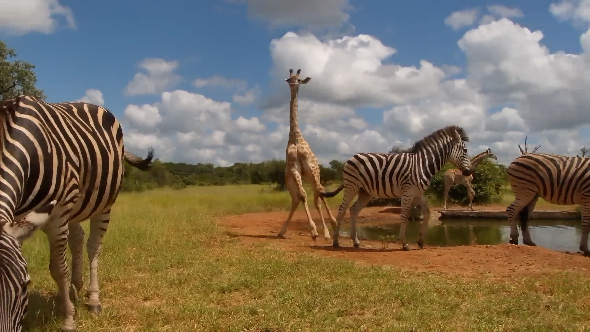 Tiny Giraffe Learns the Ways of the Wild