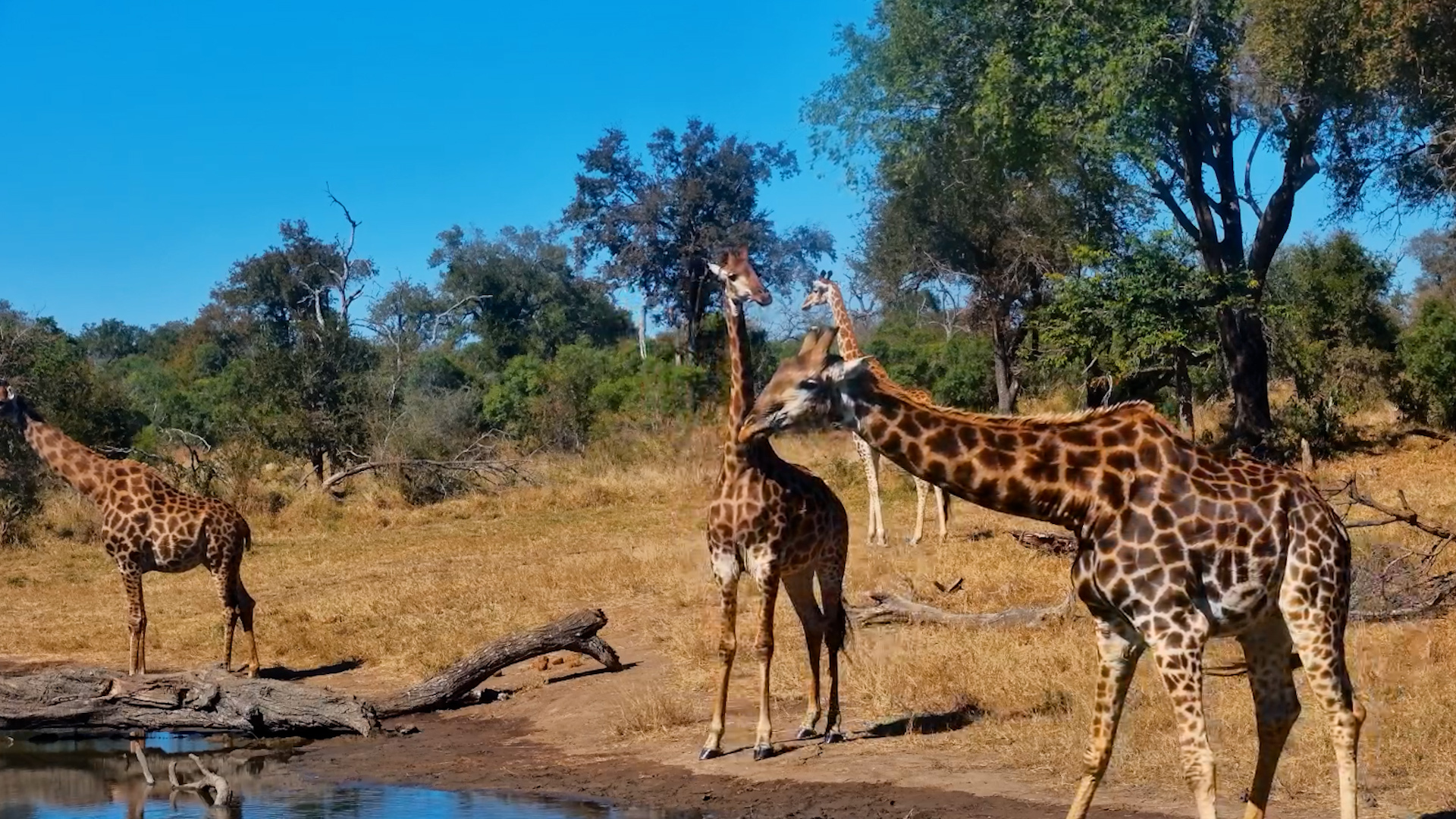A Careful Drink at the Waterhole
