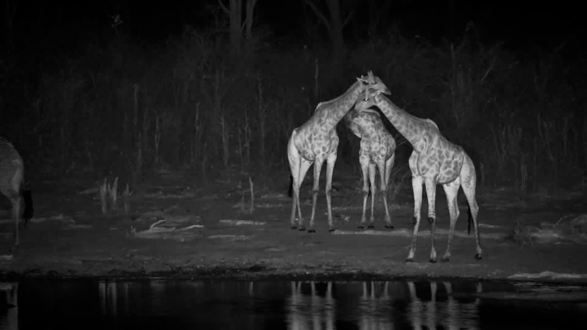 Tall Shadows at the Waterhole: Giraffes Drink by Night