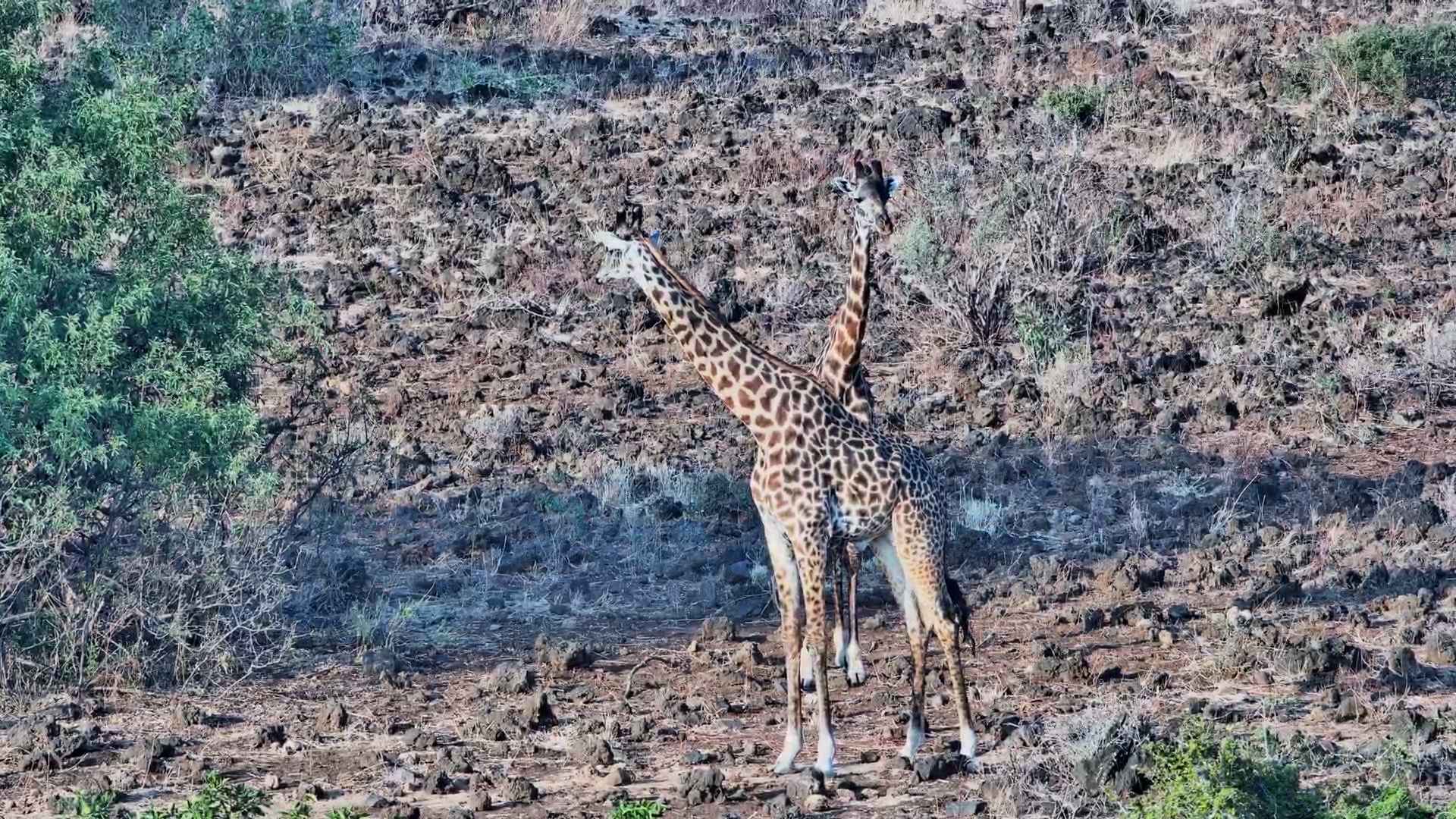 Giraffes Browse Peacefully on the Trees at Finch Hattons