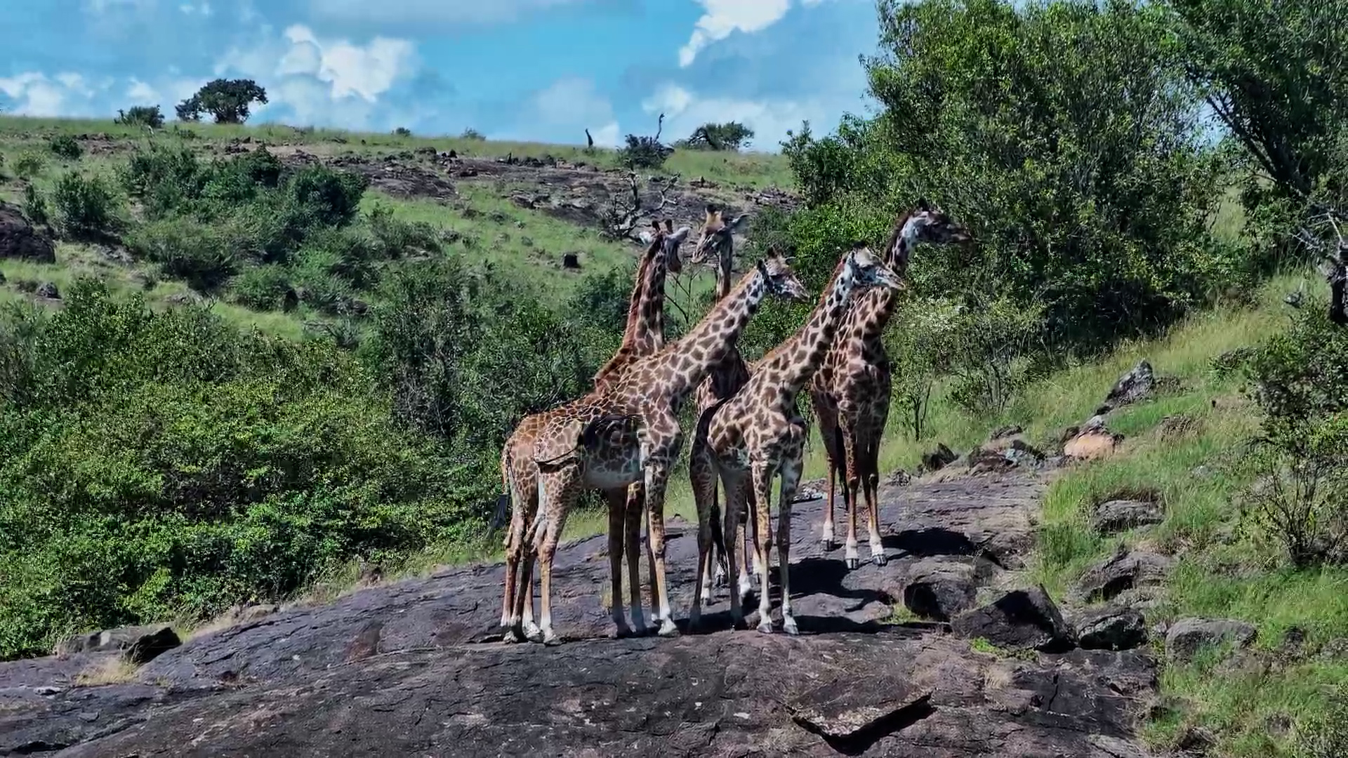 One Slip and It’s Over | Giraffe Herd Descends