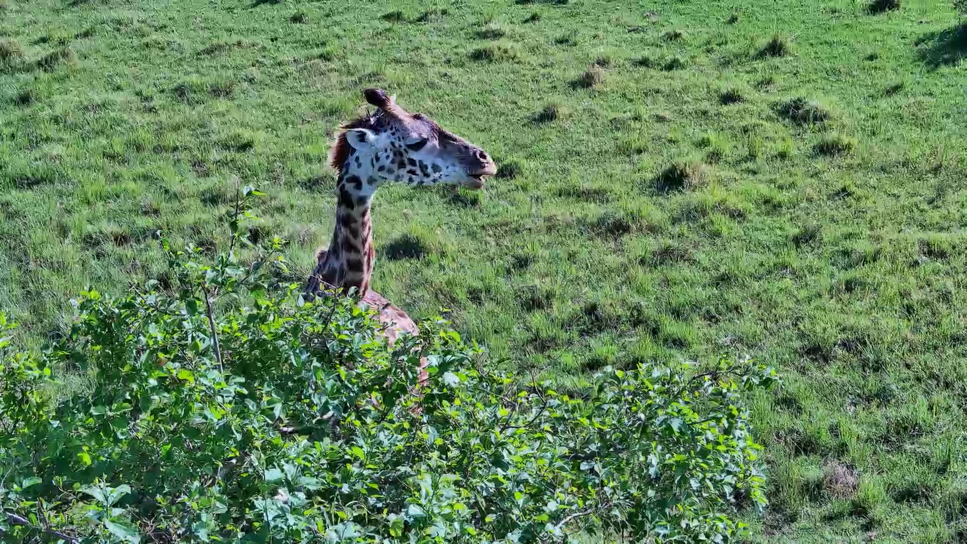 The Tallest Diners in the Wild