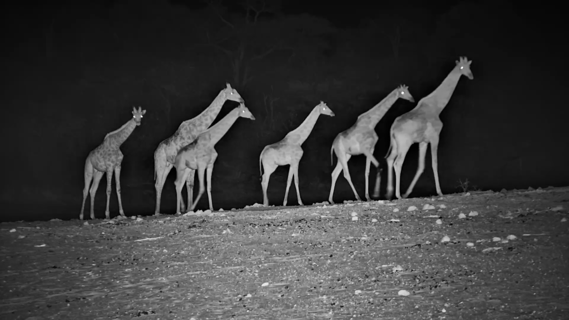 Silent Giants: Giraffes Explore the Banks in the Night