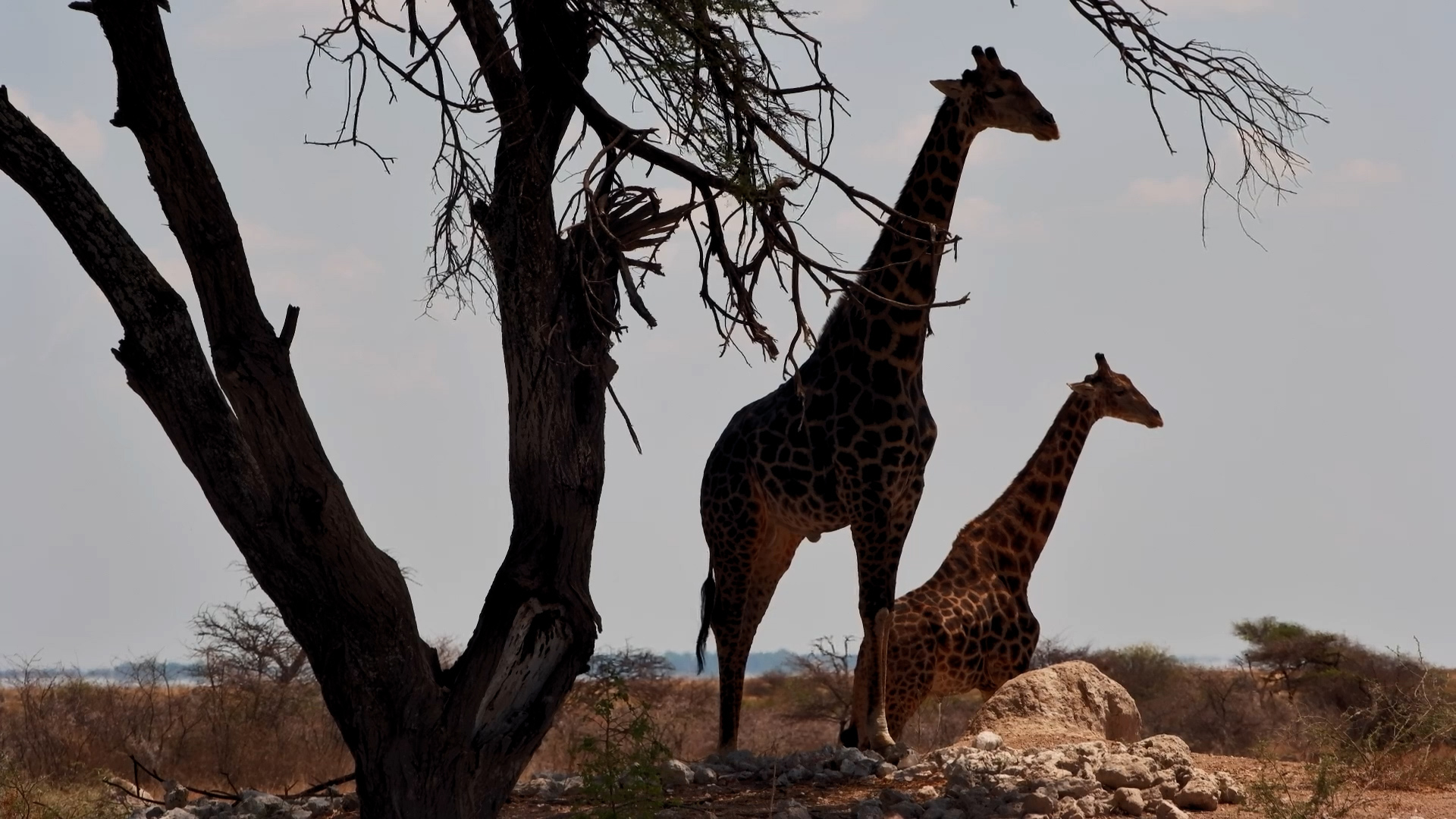 Tall and Tranquil: Giraffe at Onguma
