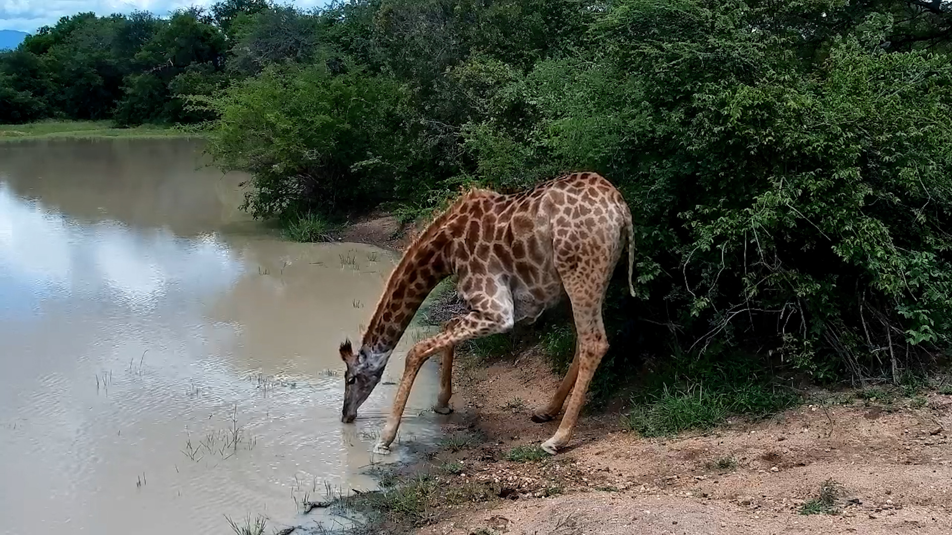 Graceful Giraffe Visitors at Jabulani Waterhole