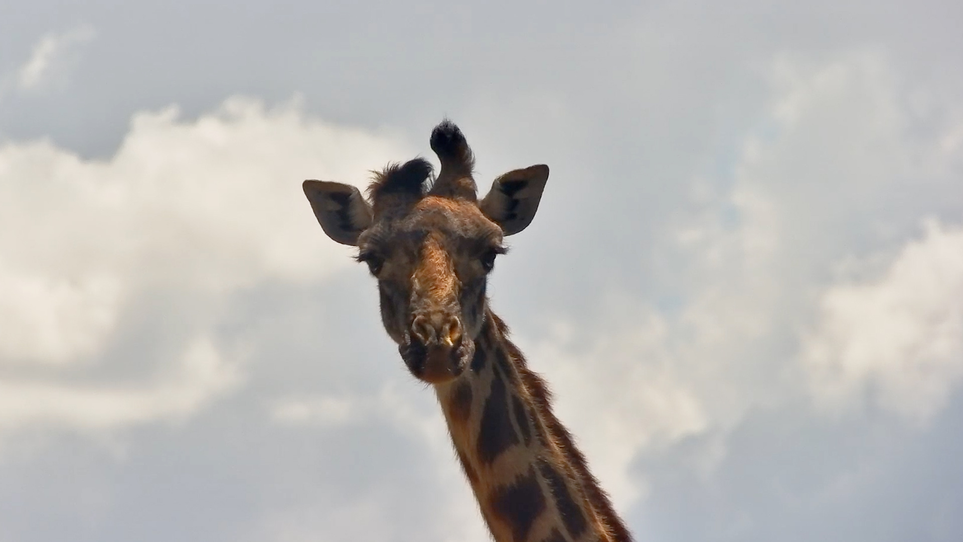 Unique Giraffe with Bent Ossicone at ol Donyo