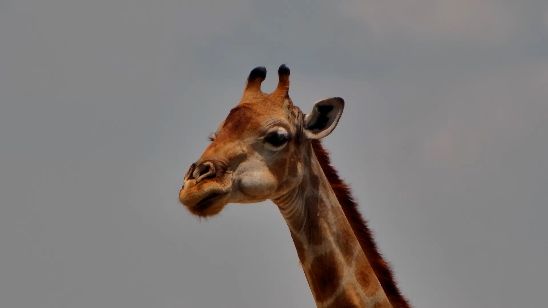 Giraffe Calm at Safarihoek