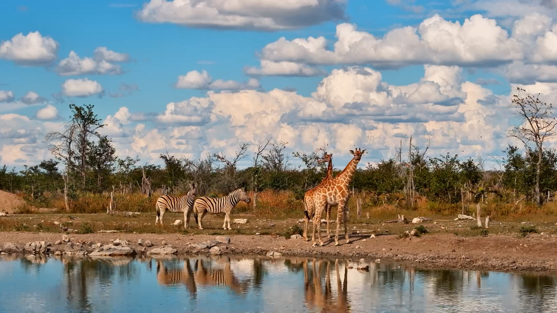 Baby Giraffes Drink Together