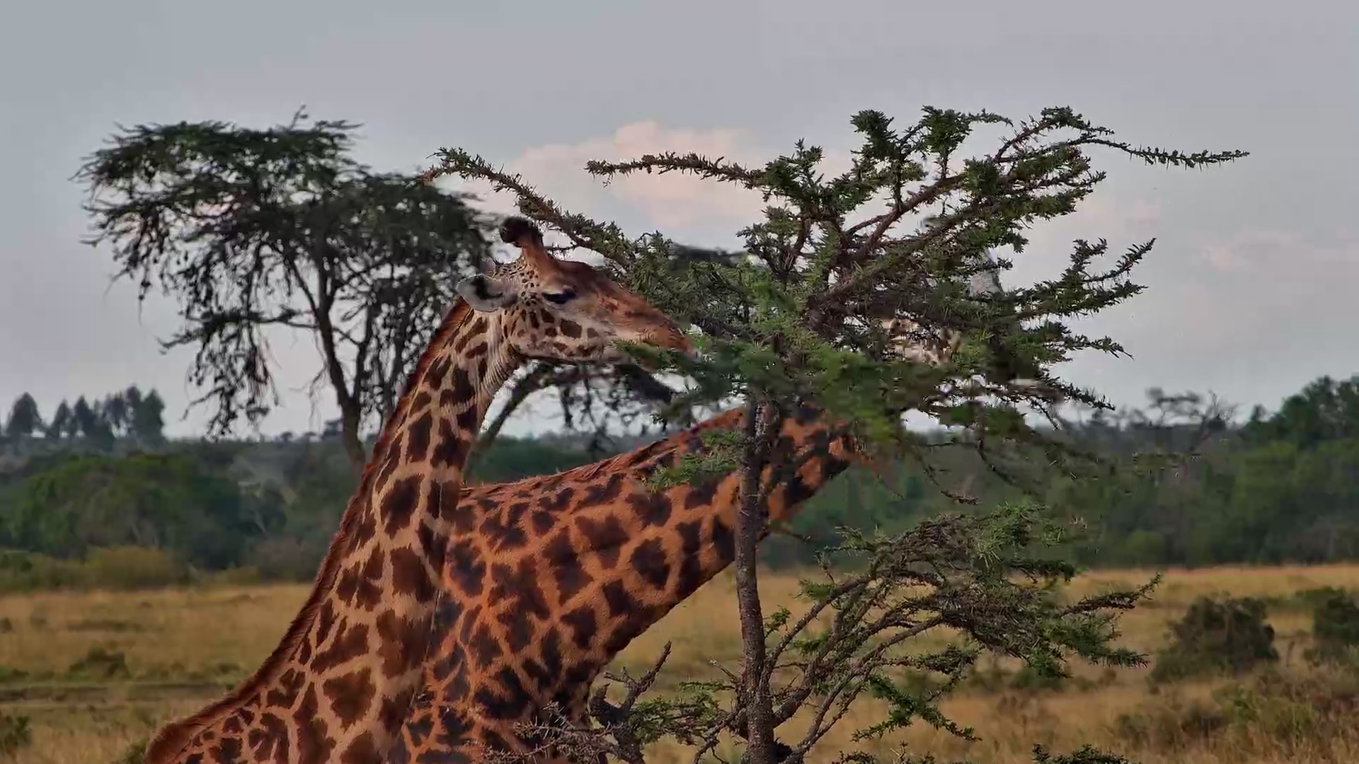 Giraffe Friends Share a Meal at Mahali Mzuri