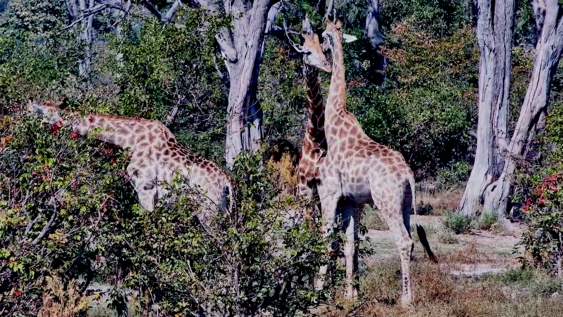 Giraffes Snack Around the Pan
