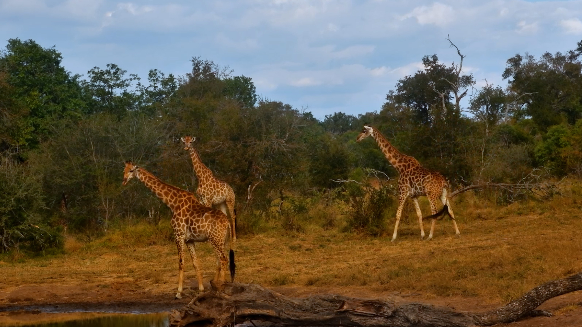 Giraffe Herd Arrives at Serondella