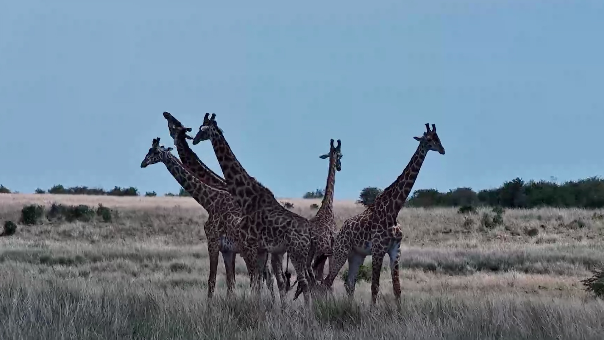 A Herd of Giraffes Put on a Show
