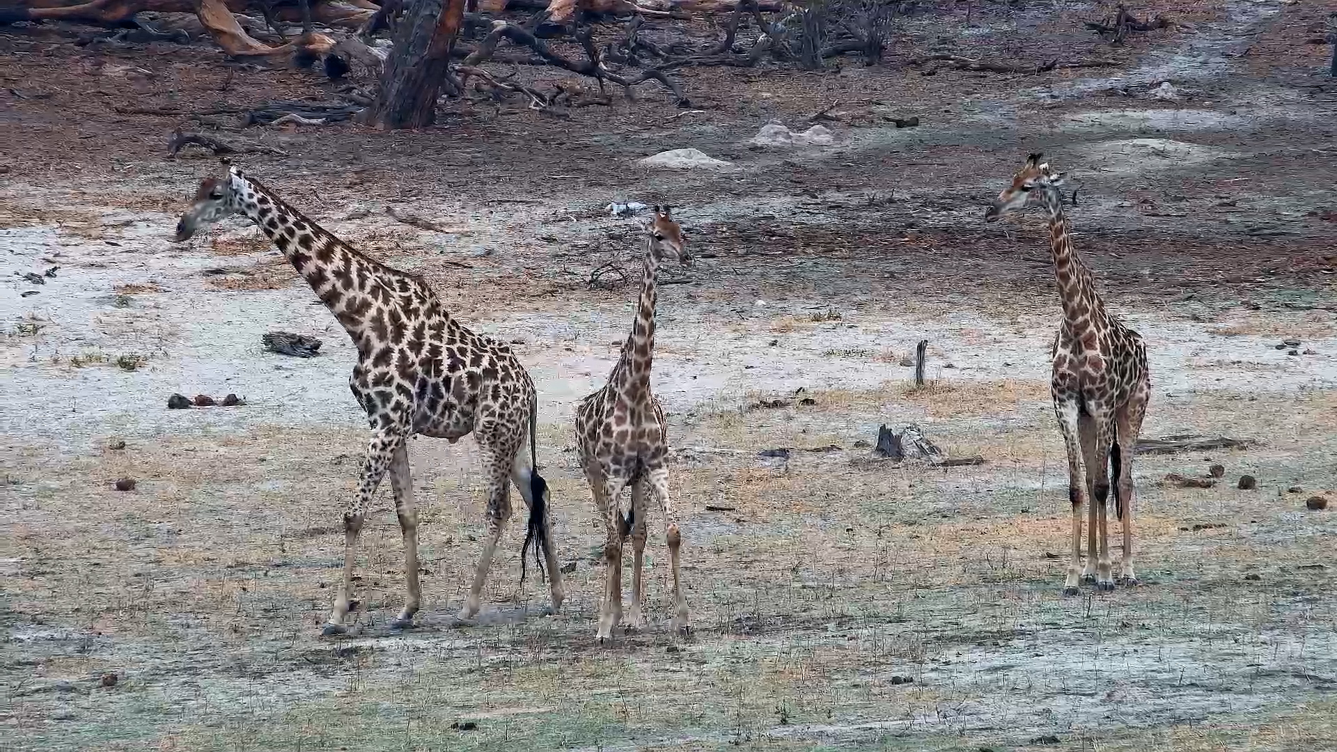 Giraffes Gracefully Drink at Hwange