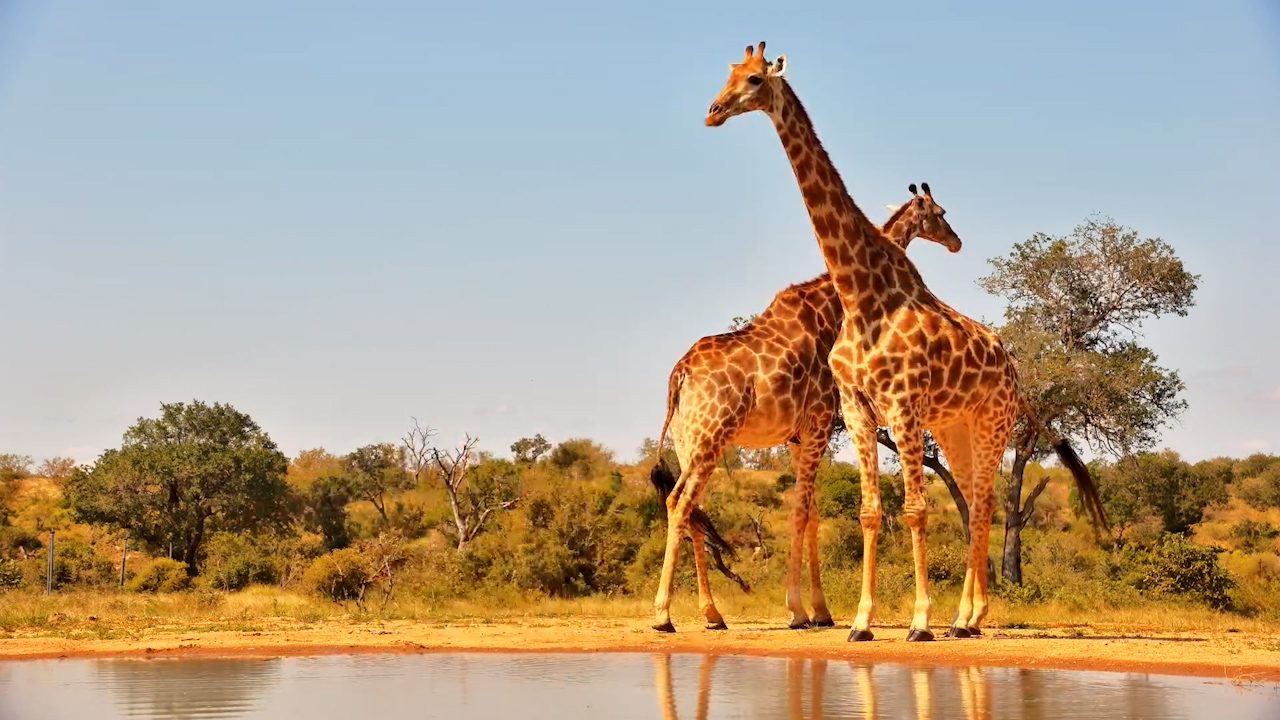 How Long Does A Giraffe Drink?