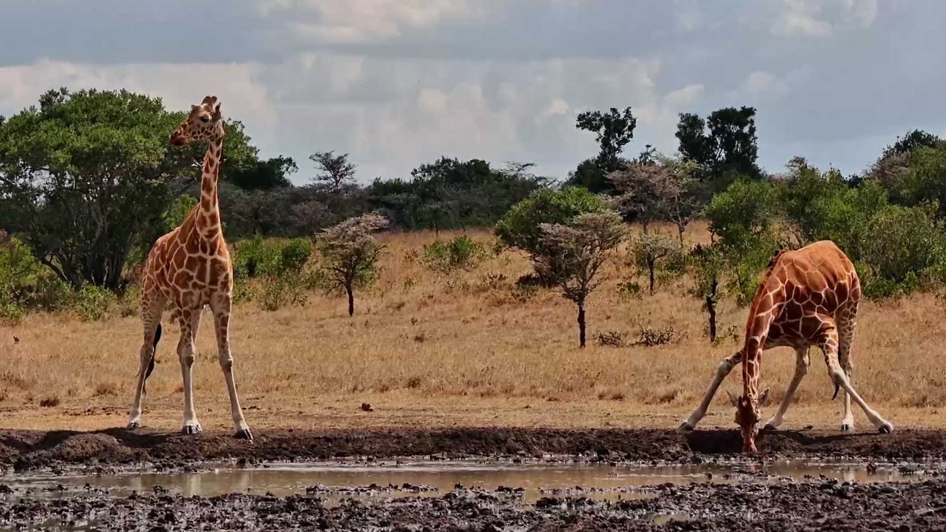 Two Giraffes, Two Completely Unique Patterns