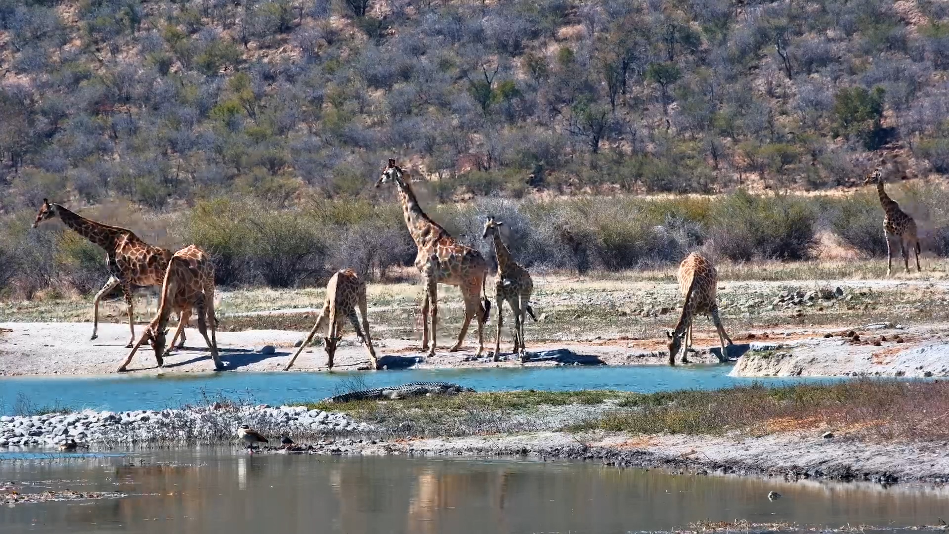 A Tower of Giraffes Arrives for a Drink!
