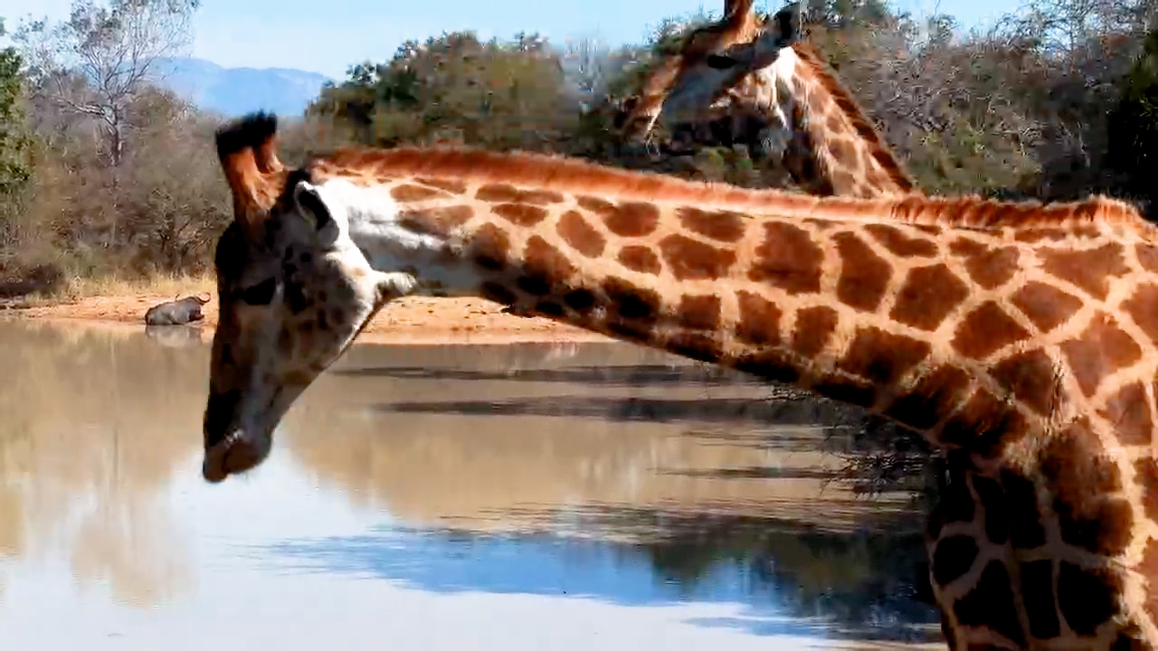 Giraffes Drink While Buffalo Rest Across the Waterhole