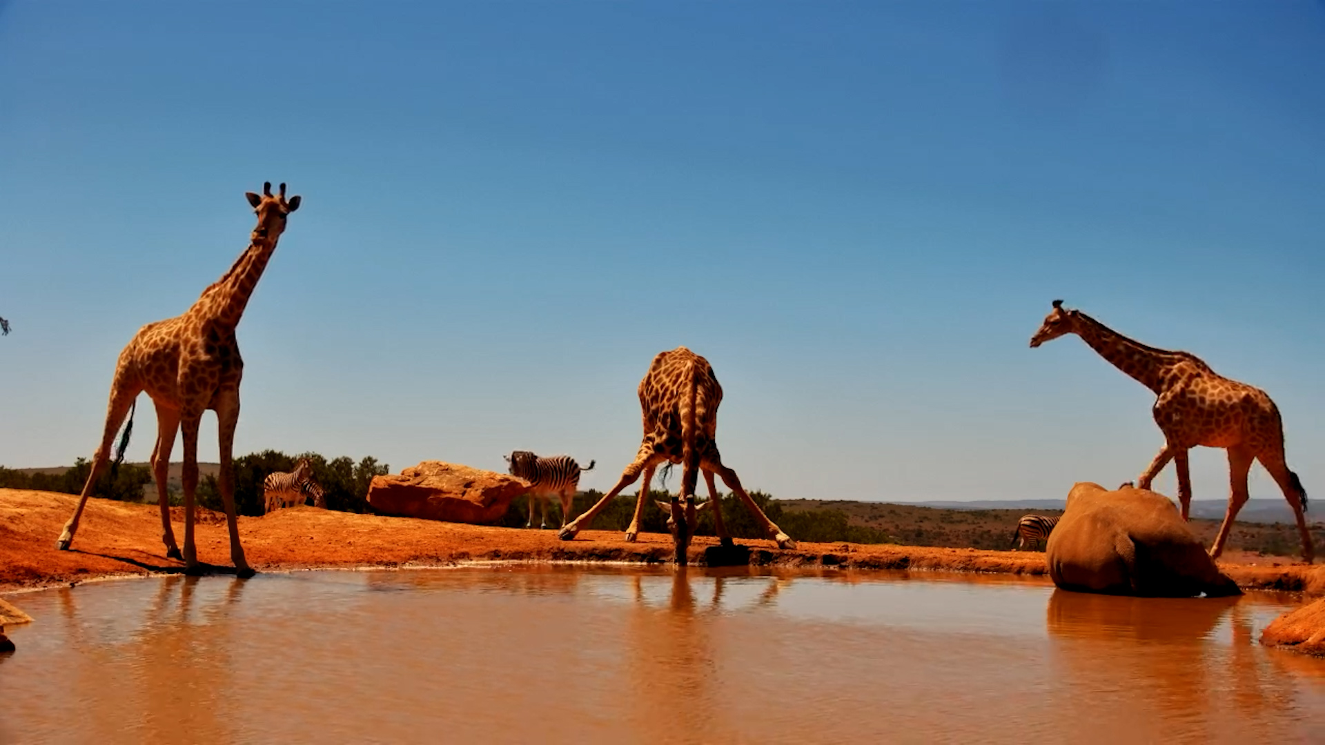 Giraffes Drink Next to Wallowing Rhinos