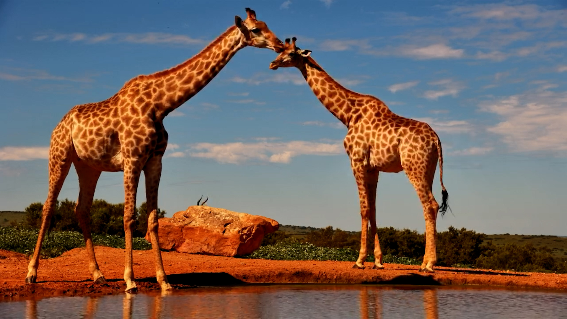 Giraffes Prepare to Drink