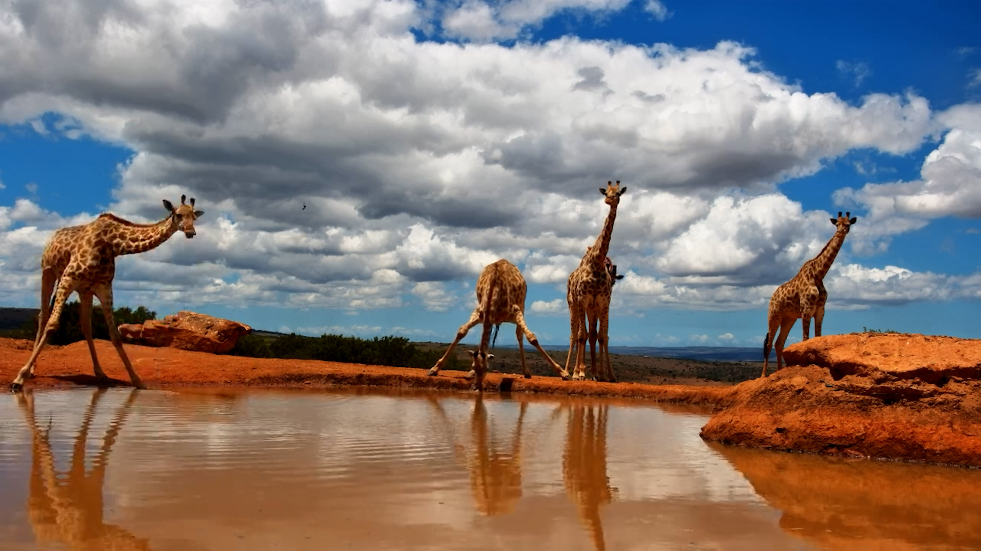 Peaceful Giraffe Gathering at Founders Lodge