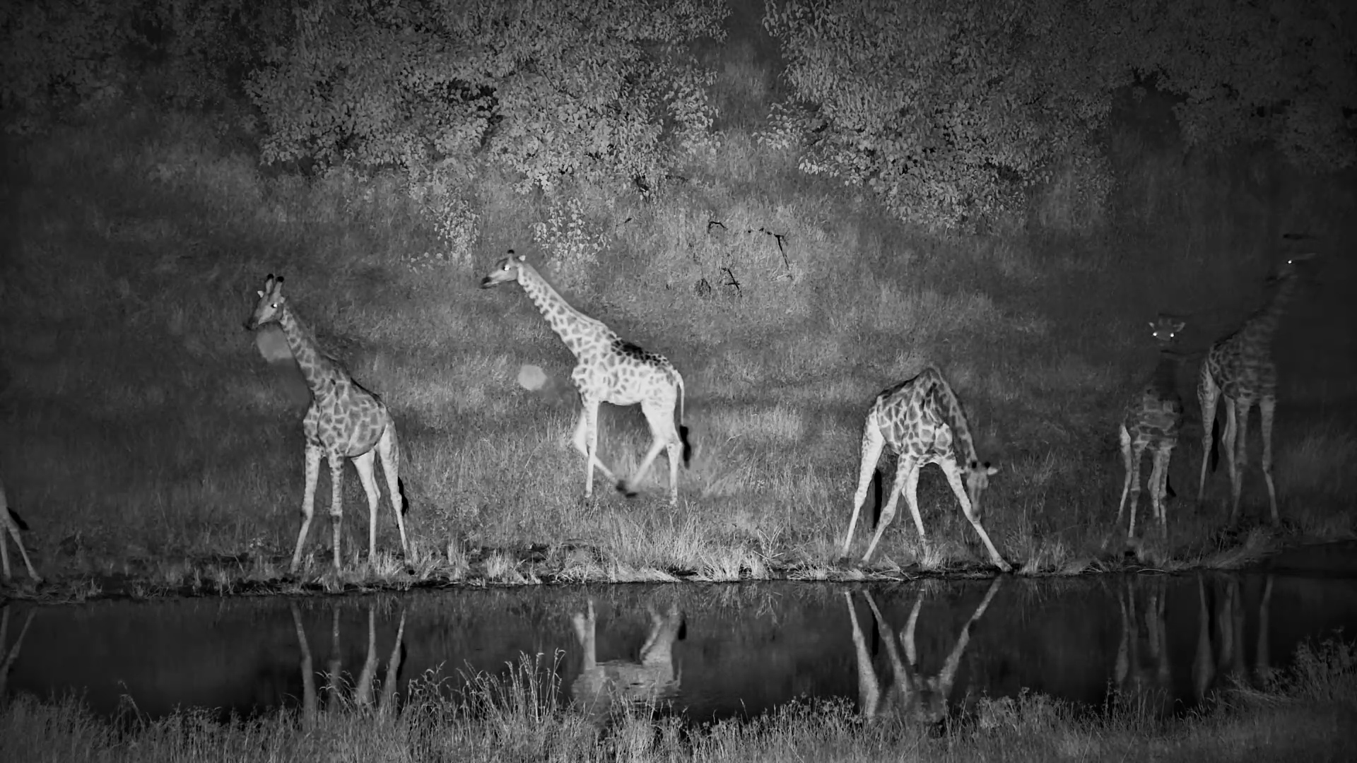 Iconic Giraffe Have A Drink