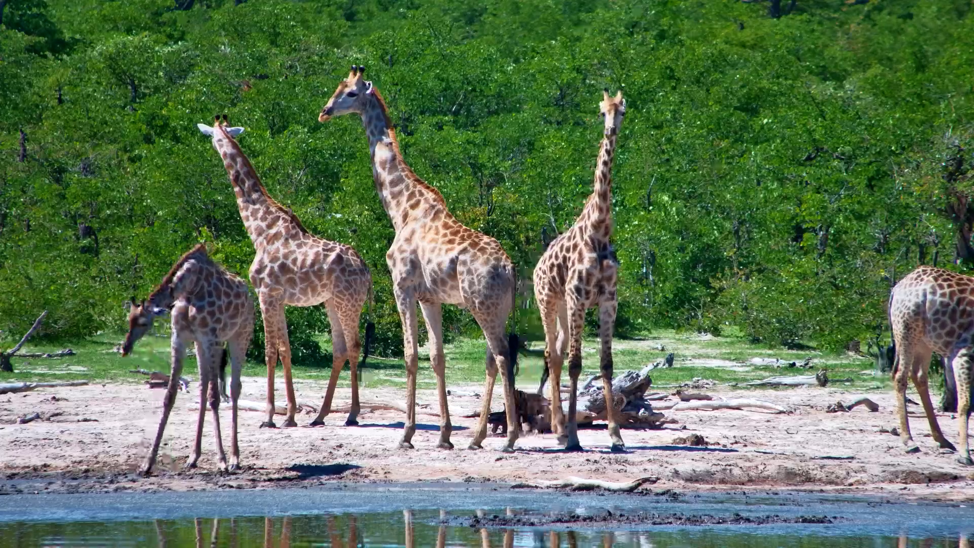 Giraffes Bring Calm to Elephant Pan