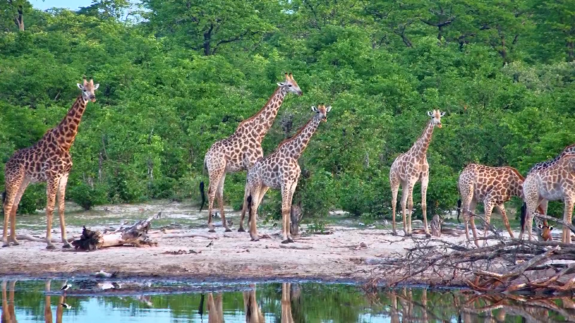 Giraffe Herd Quenches Thirst at Elephant Pan