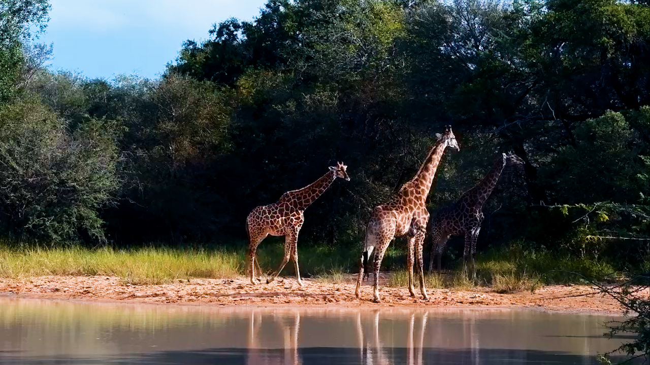 A Gentle Giraffe Encounter at Jabulani