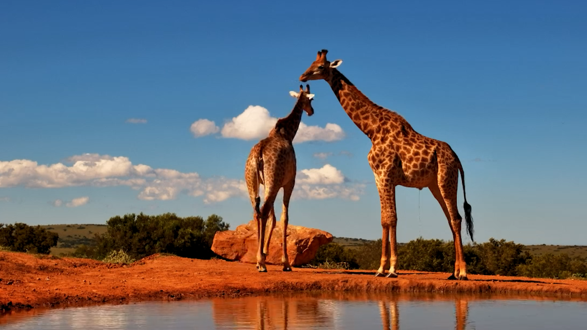 Giraffes Step In to Drink