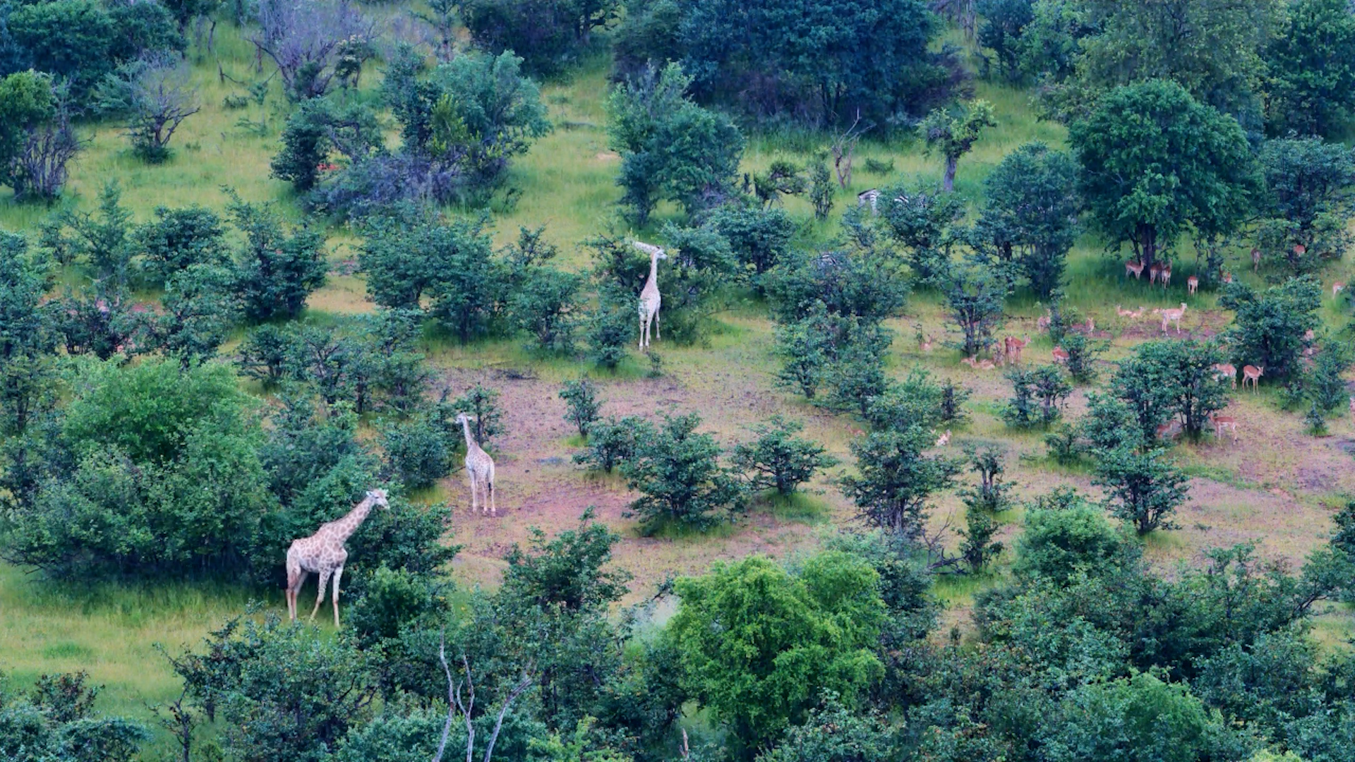 Pale Giraffes in the Rain at Vic Falls Safari Lodge