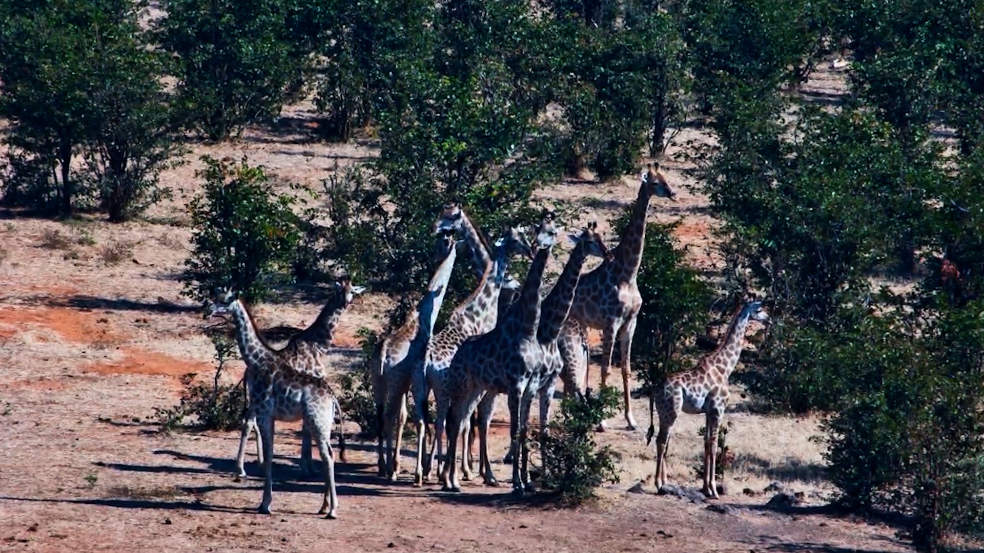 A Tower of Giraffes Arrived at the Waterhole