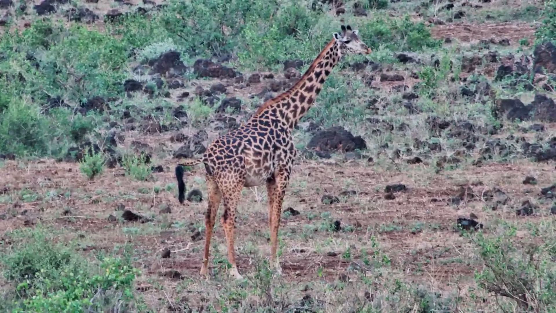 Giraffe Appears Ready to Give Birth!