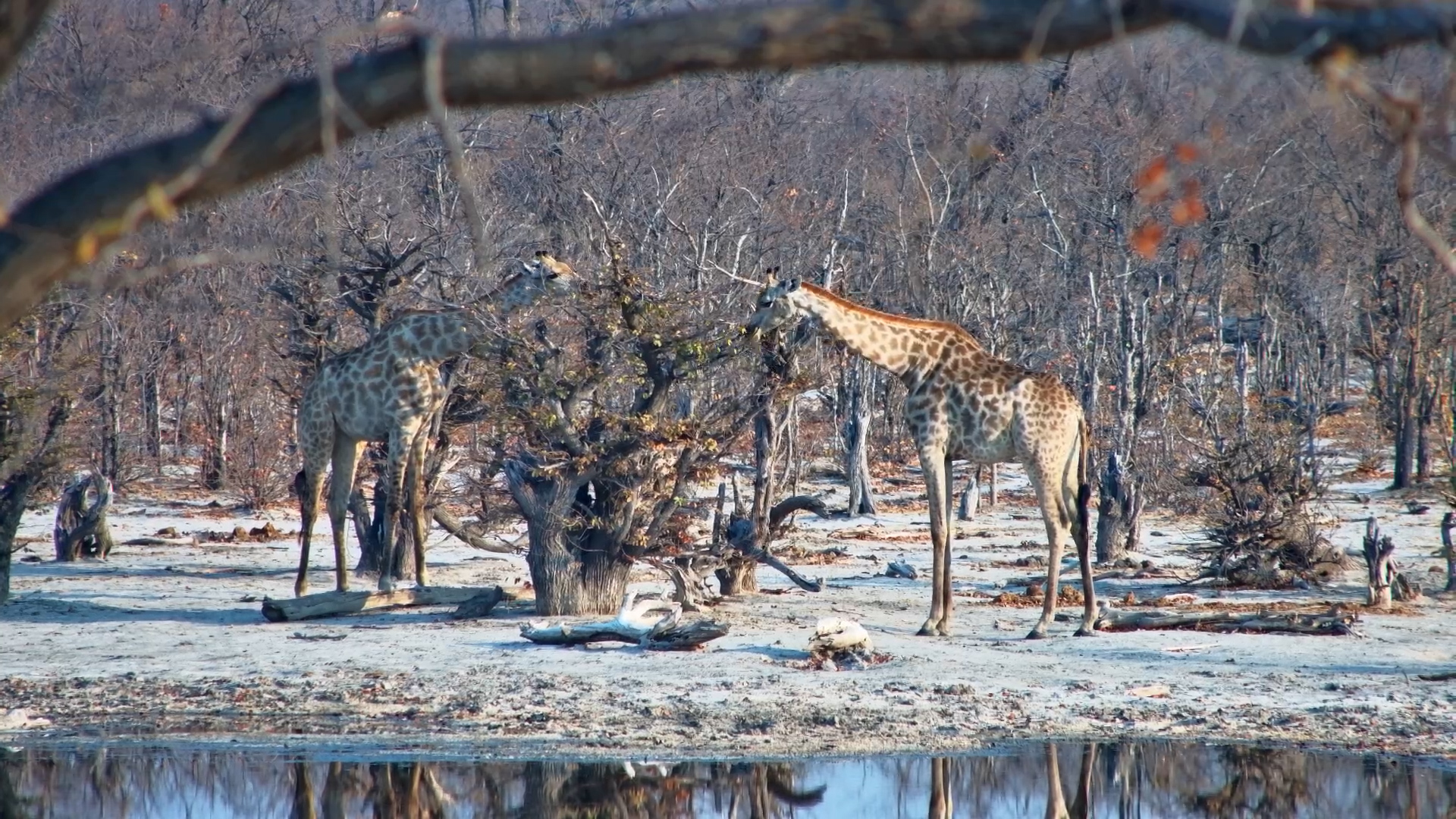 Towering Beauties: Giraffes Gather at Elephant Pan