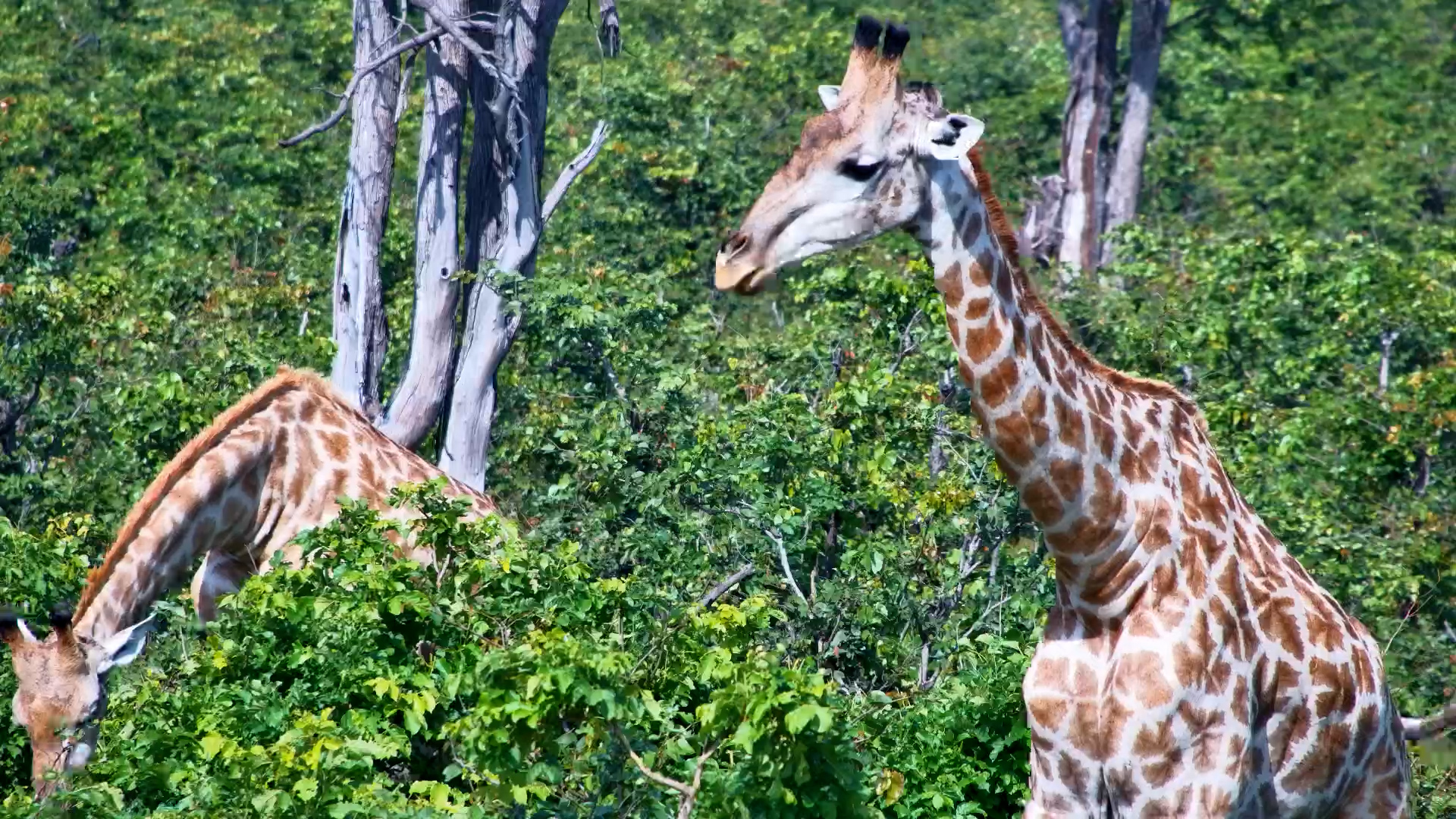 Giraffe Lunch Date at Elephant Pan