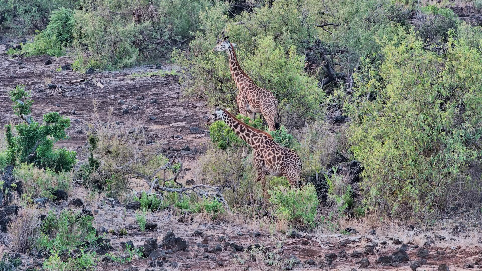 Giraffes Enjoying Their Bush Buffet