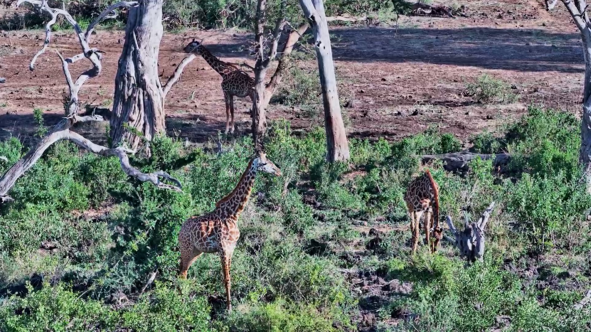 Three Giraffes Quietly Browse at Finch Hattons