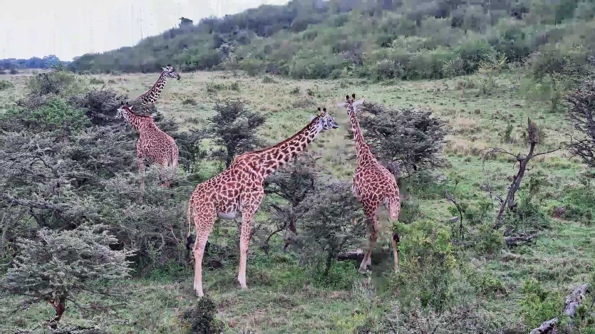 Giraffe Herd Browses the Bushes