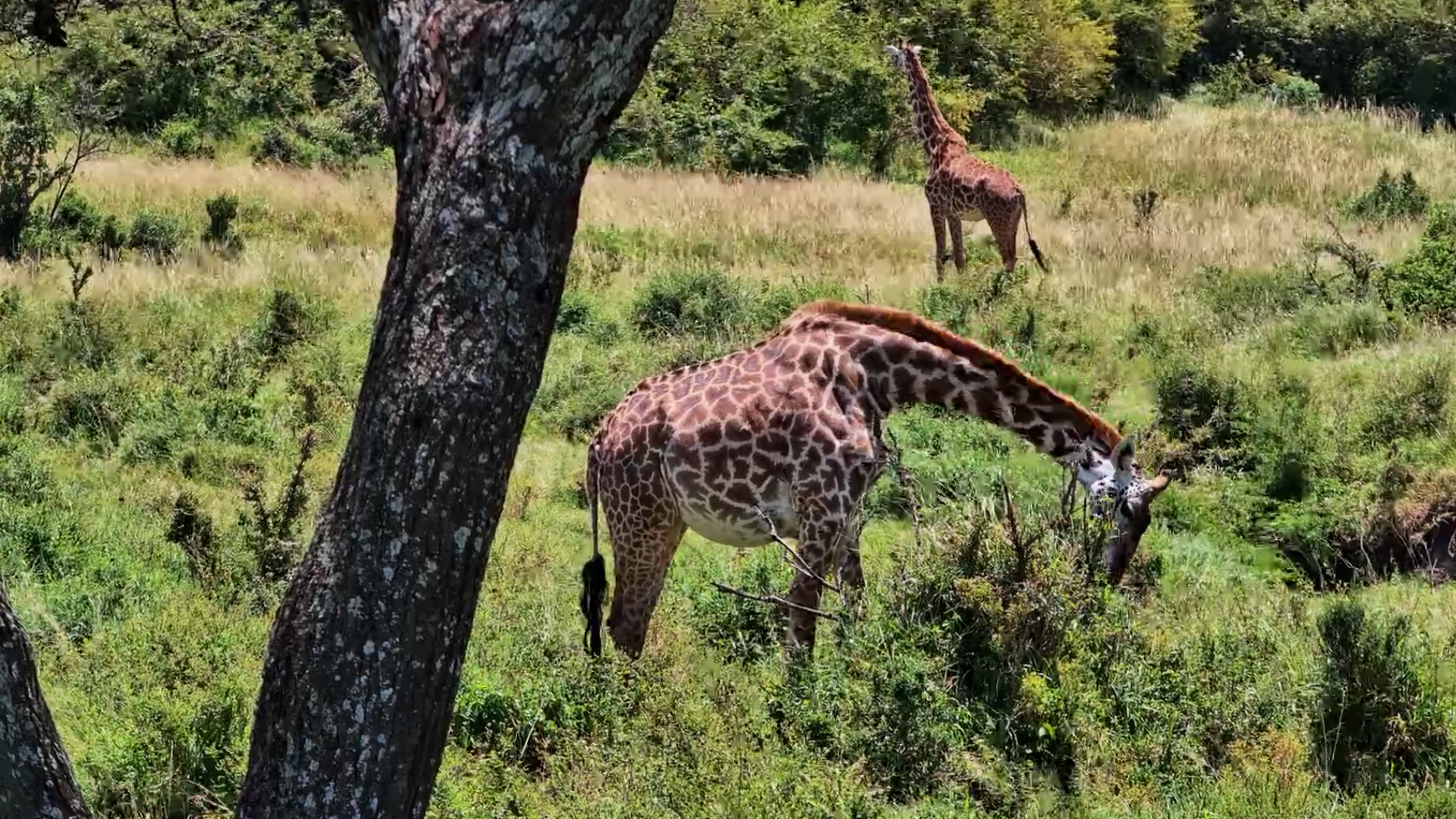 Pregnant Giraffe Browsing the Mara