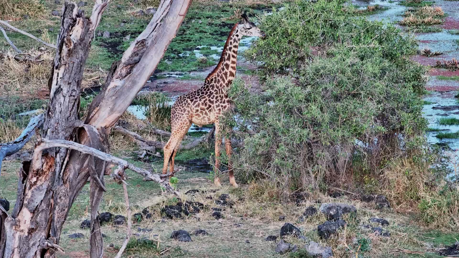 Golden Hour Giants: Giraffes Feeding at Finch Hattons
