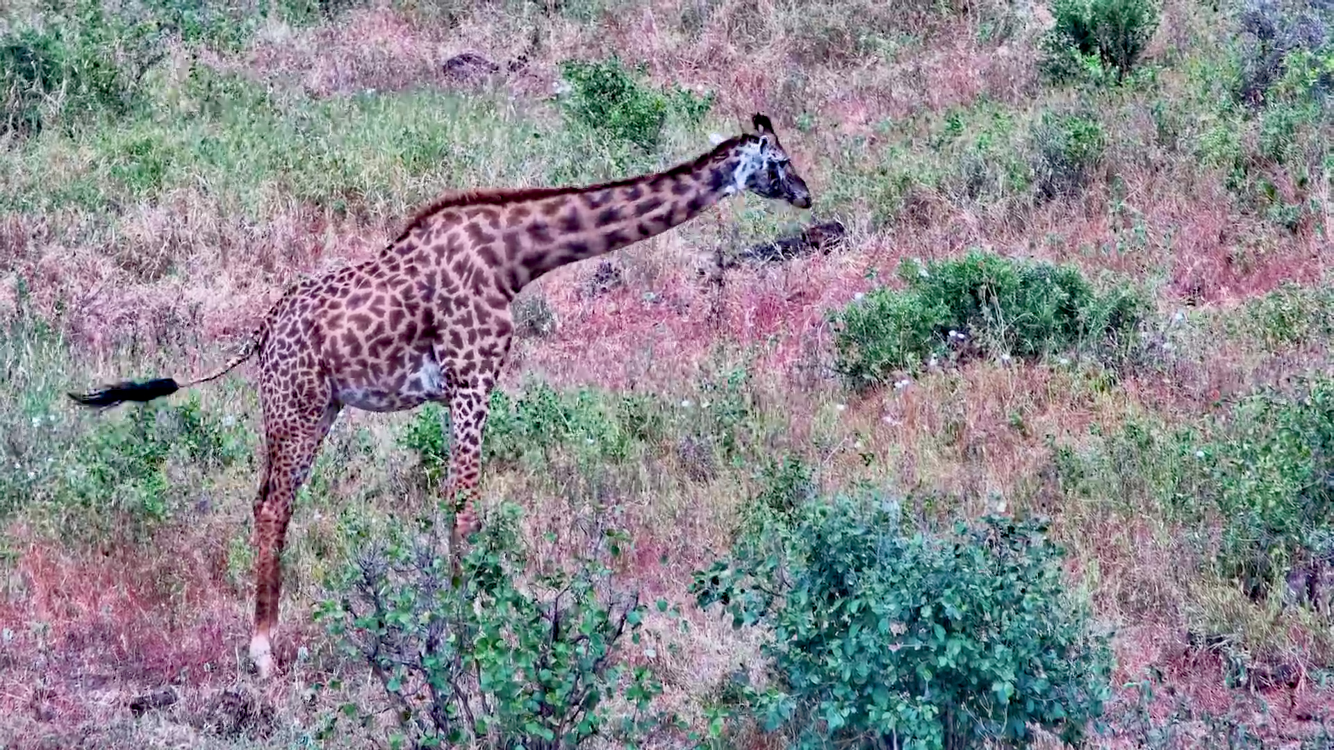 One Peaceful Afternoon With the Giraffe