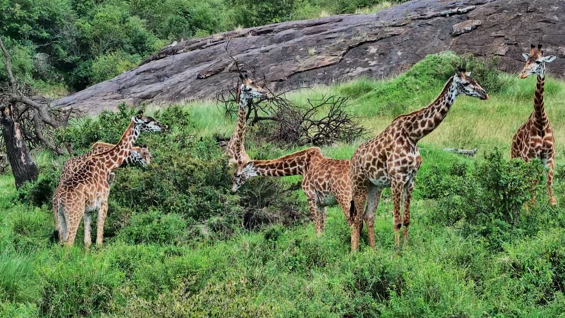 Giraffe Herd Browsing the Bush