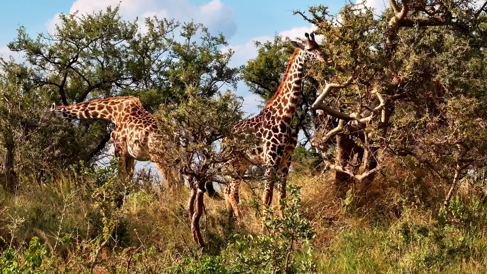 Just Two Giraffes and a Quiet Afternoon