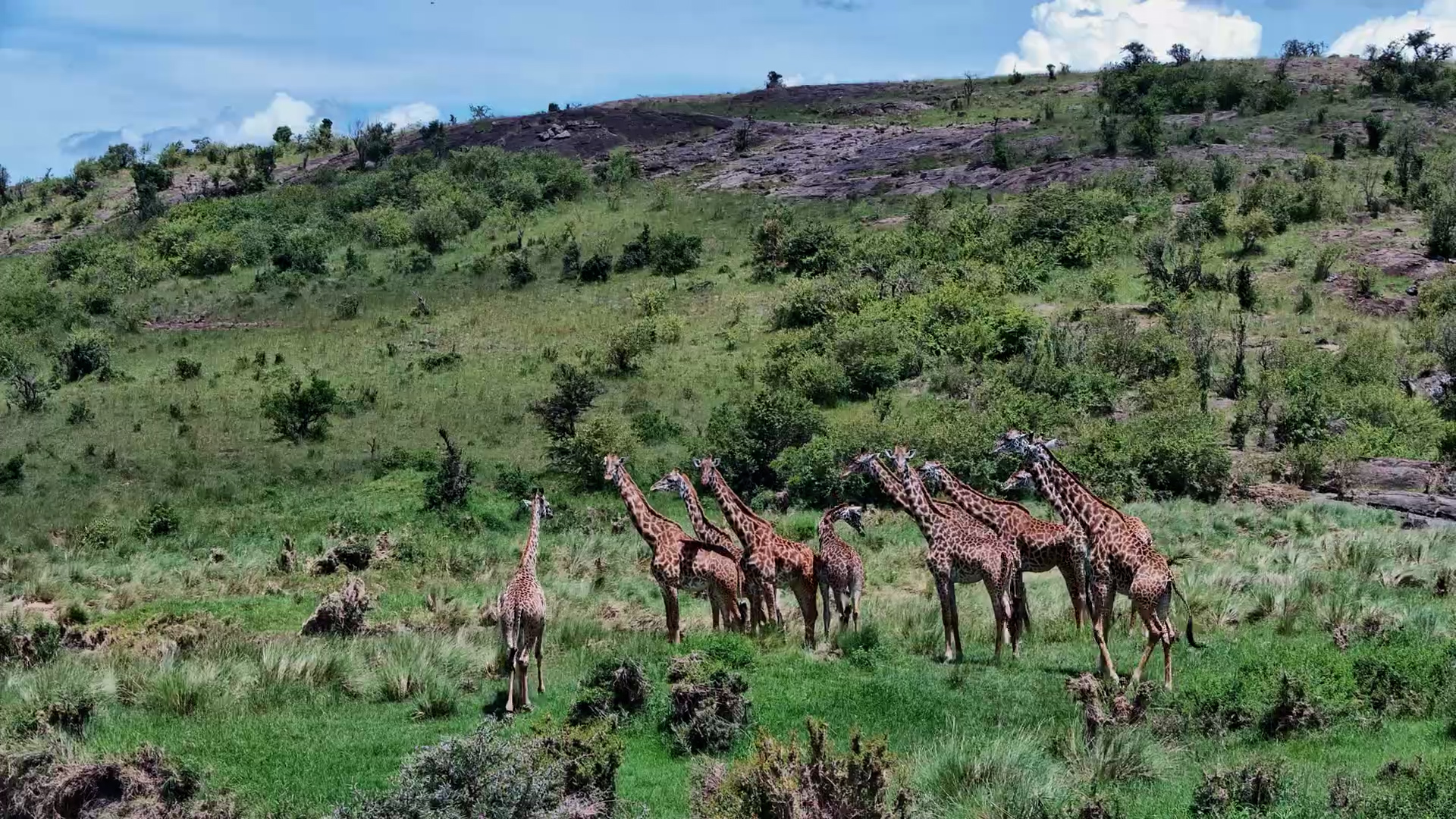 How Many Giraffes Do You See?