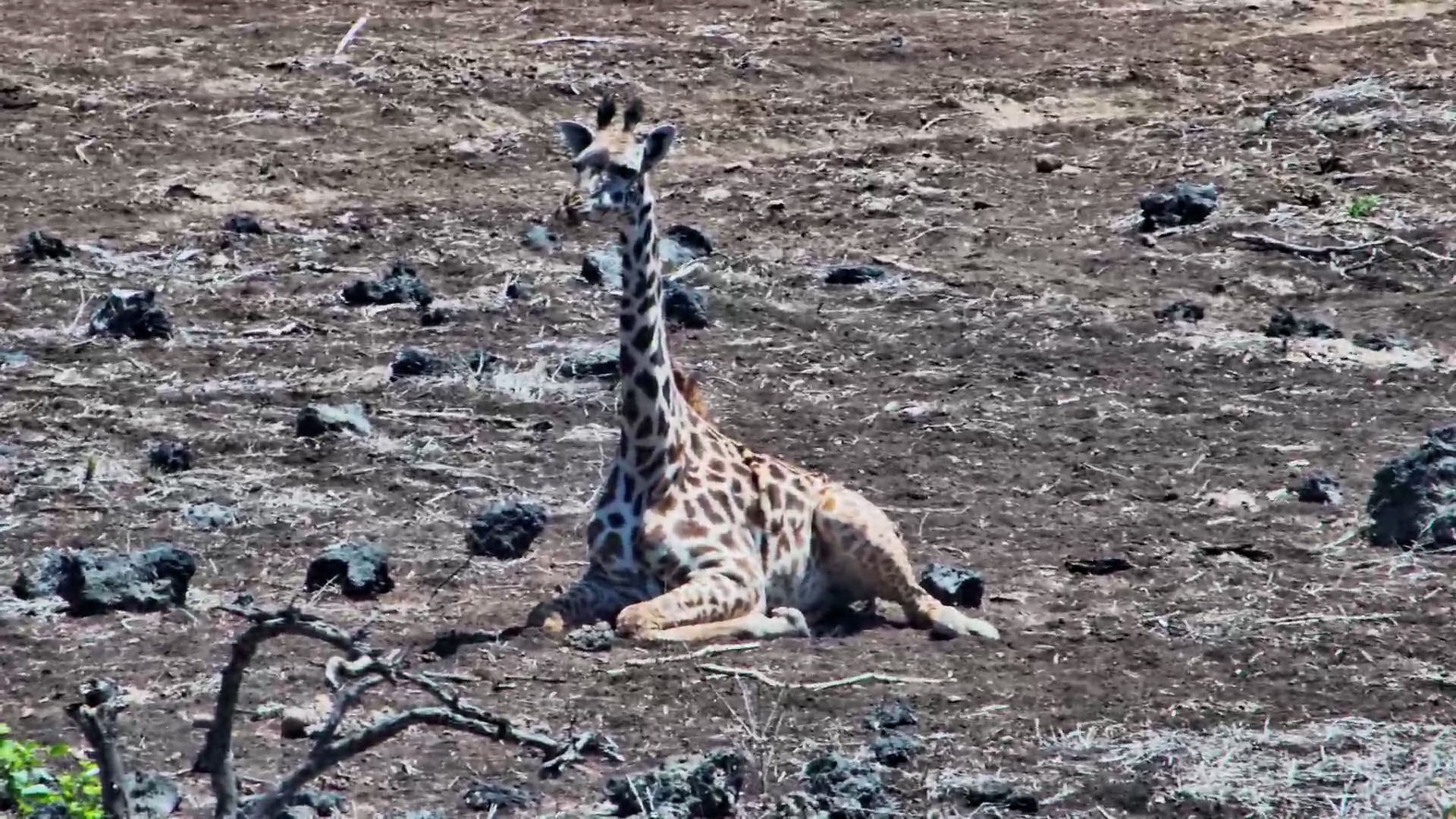 From Rest to Rise: Giraffes Get Moving