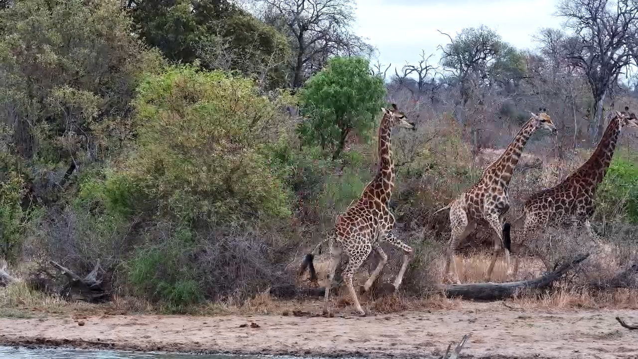 A Herd of Giraffes Browsing Together