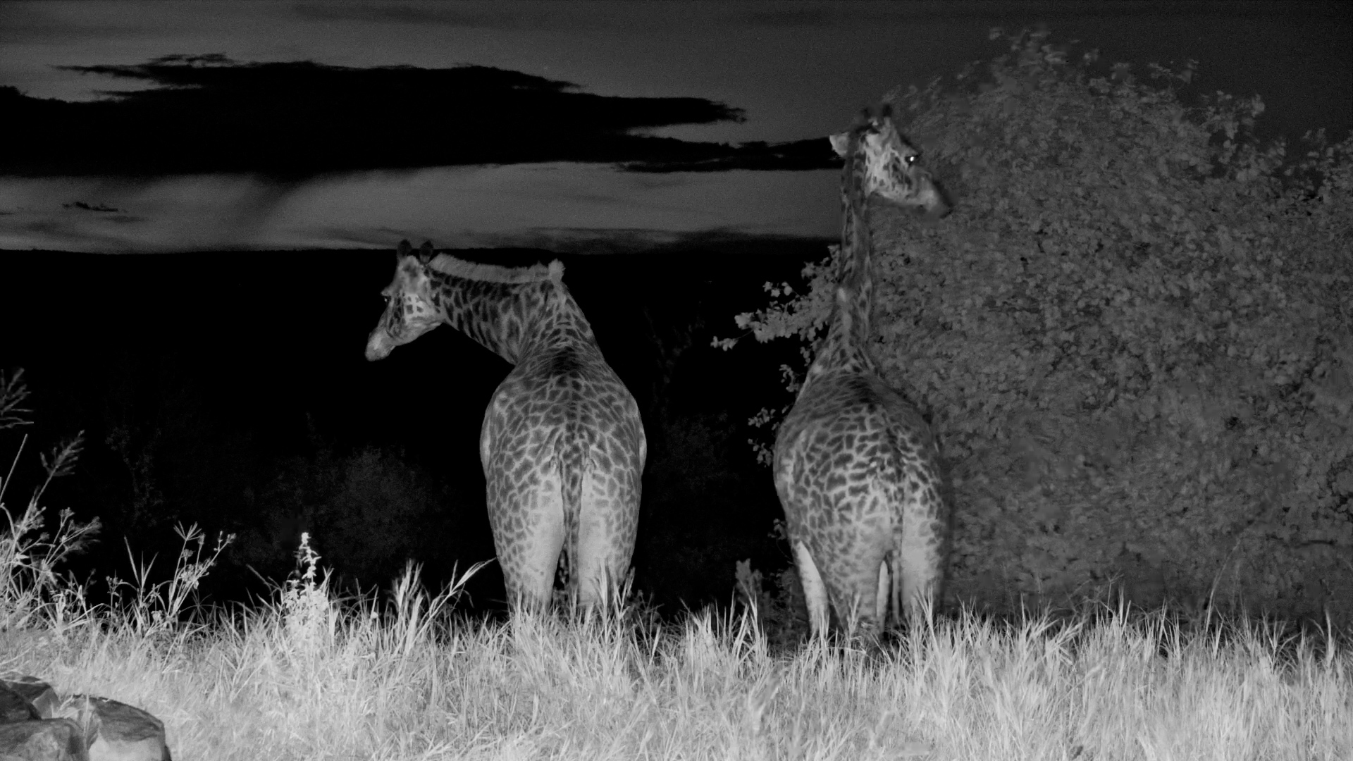 A Quiet Serengeti Evening With Giraffe