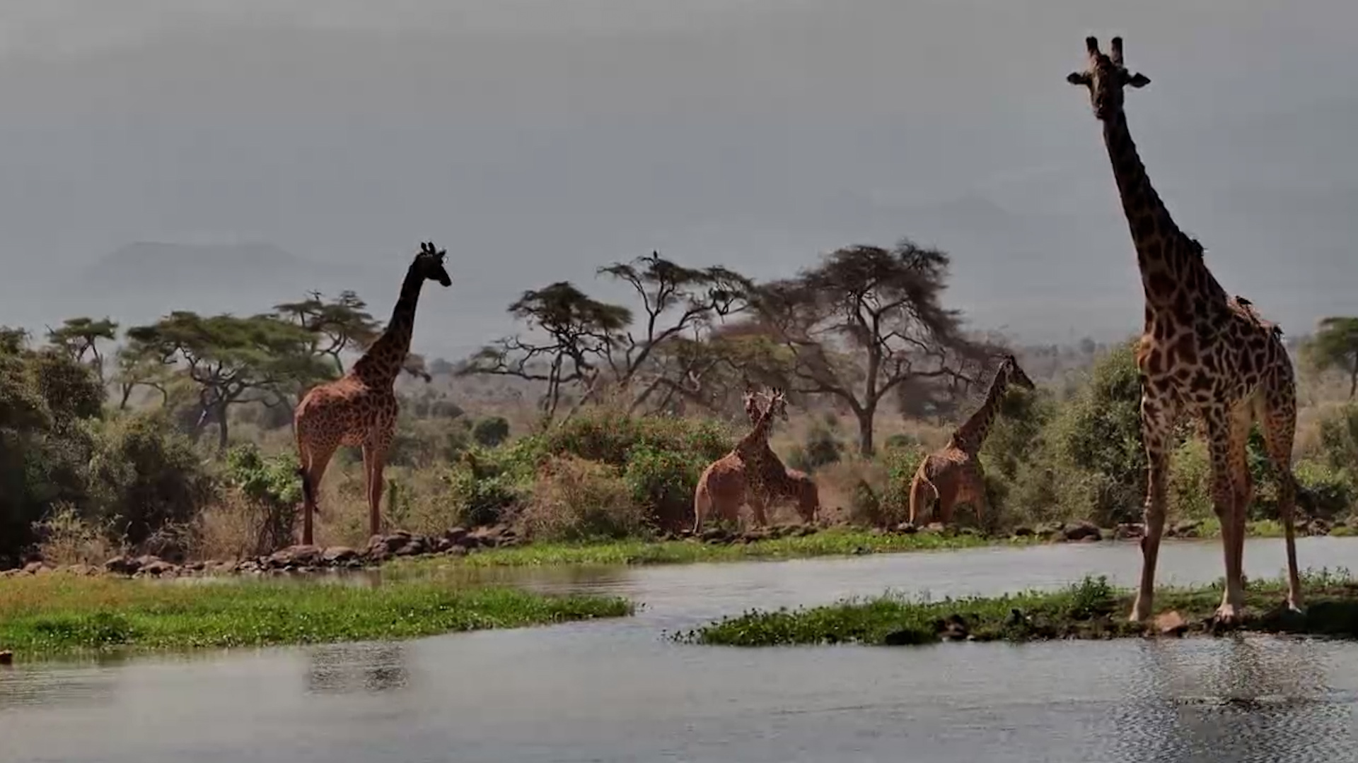 Sharing the Water | Peaceful Moments at Tortilis