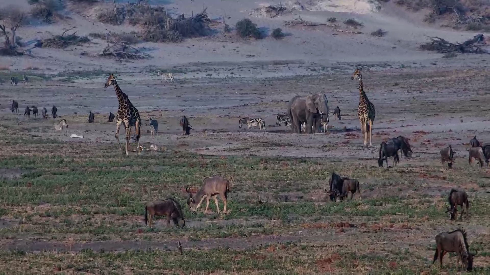 Giraffe On The Move At Moela